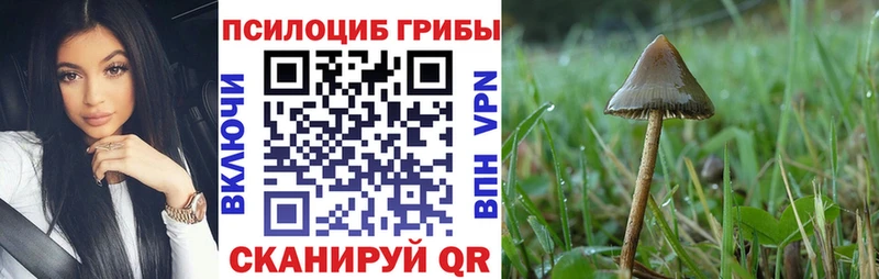 Псилоцибиновые грибы Cubensis  Валдай 